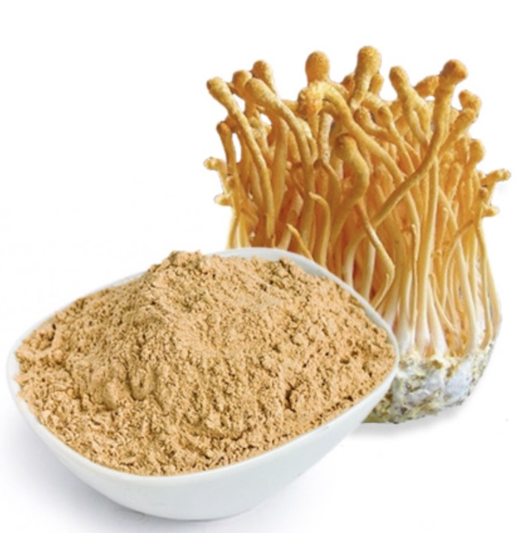 Cordyceps