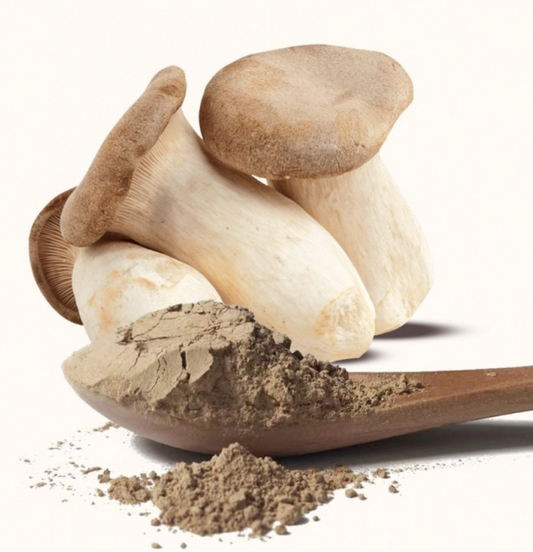 King Trumpet Mushroom