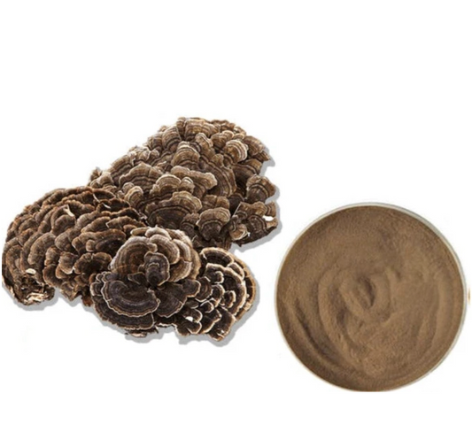 Turkey Tail Mushroom